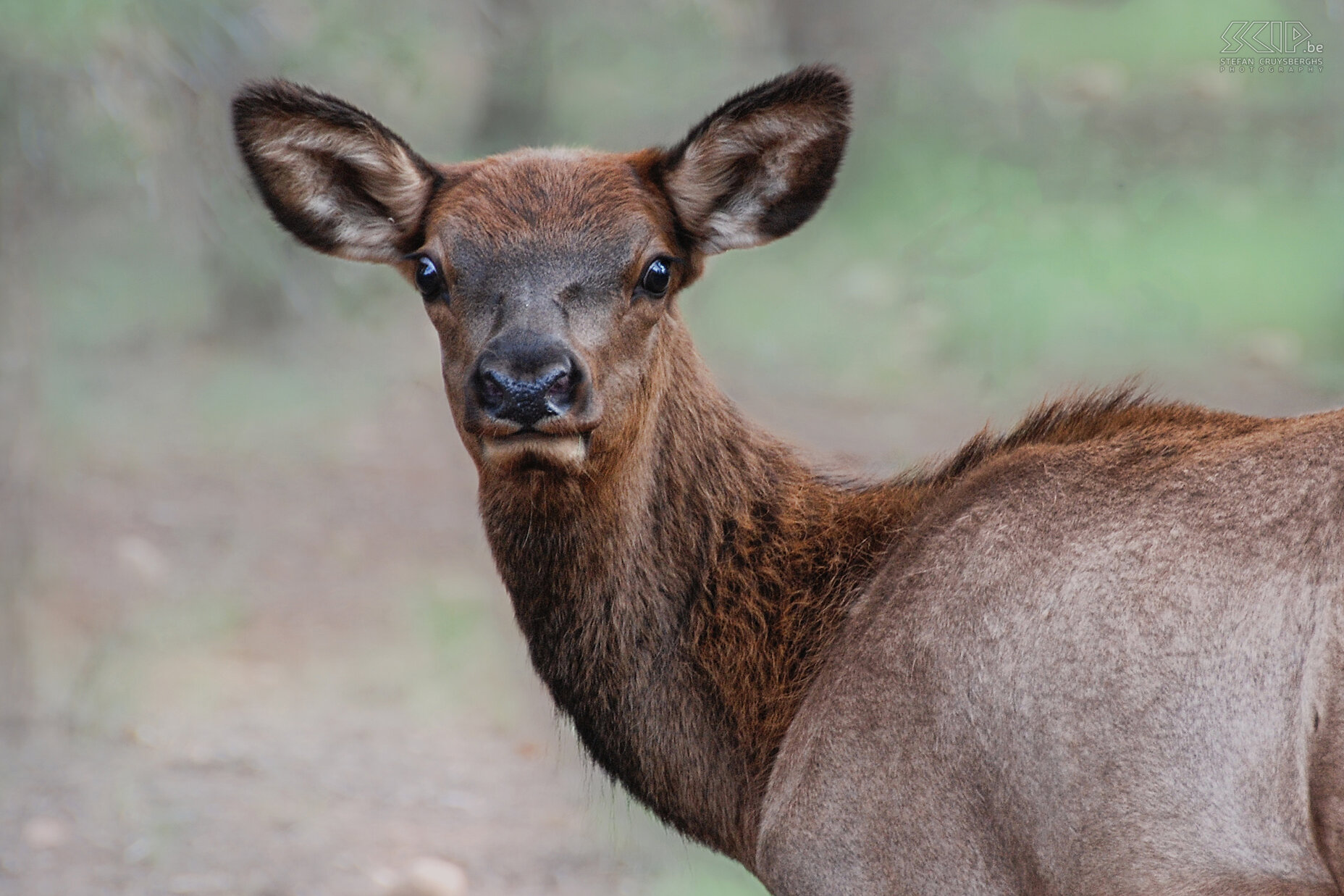 Grand Canyon - Elk  Stefan Cruysberghs